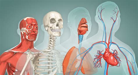 Estudo Da Anatomia Do Corpo Humano Ilustrao Stock