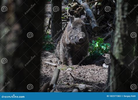 Wild Boar In The Forest Stock Image Image Of Ground 182377383