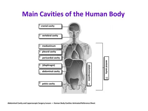 Ppt Cranial Cavity Powerpoint Presentation Free Download Id3044277