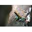 Golfodulcean Poison Frog Phyllobates Vittatus  Golfo Dulce Retreat