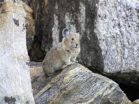Pika Survival Rates Dry Up With Low Moisture