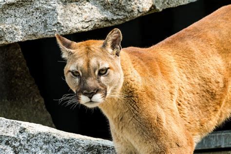 Montagne Lion Cougar Puma Concolor Rocks Photo Stock Image Du