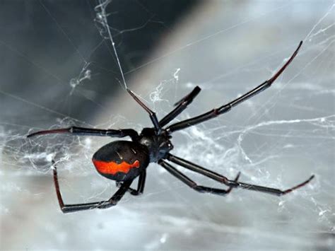 The venom from a black widow spider is poisonous. "Just Be Aware That The Black Widow Spider Is Around ...