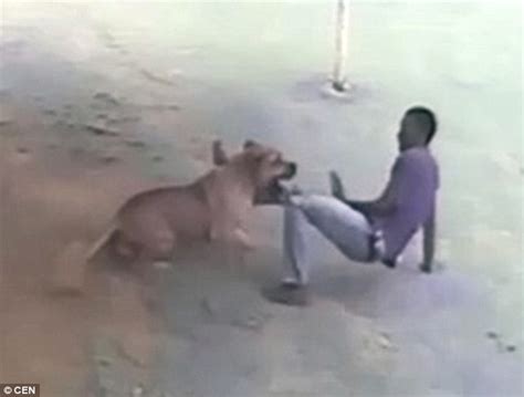 Video Shows South African Mastiff Attacking Burglar After Catching Him