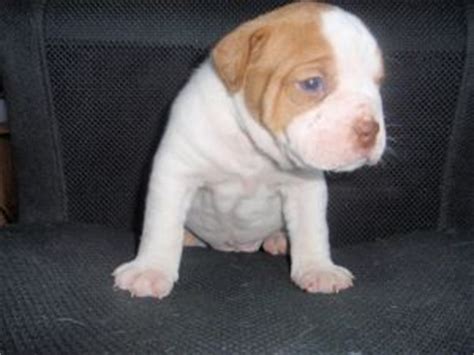 The origin of the english bulldog is quite remote and its name comes from the fact that, until middle of the xviii century the breed was used in fights with bulls (bull baiting). English Bulldog Puppies in Minnesota