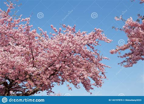 Beautiful Cherry Blossoms In Spring Stock Photo Image Of Plants