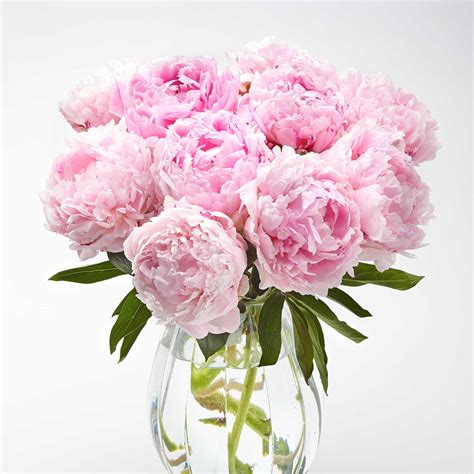Pretty In Pink Peonies 25 Extra Free Send Beautiful And Affordable