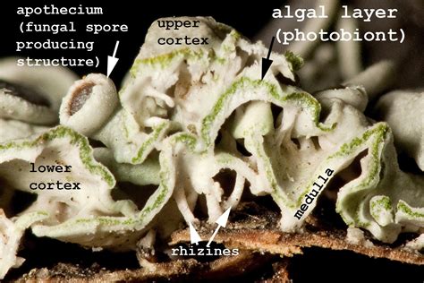 Lichenology 101 Ohio Moss And Lichen Association