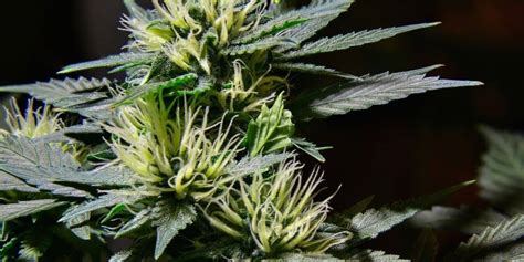The Gender Of Cannabis Plants And Reproduction How To Identify The Sex
