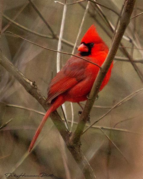 Male Cardinal Photograph By Deb Henman Fine Art America