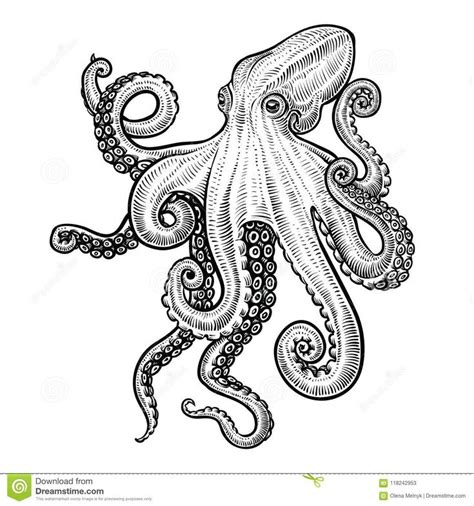 Octopus Vector Hand Drawn Illustration Stock Vector Illustration Of