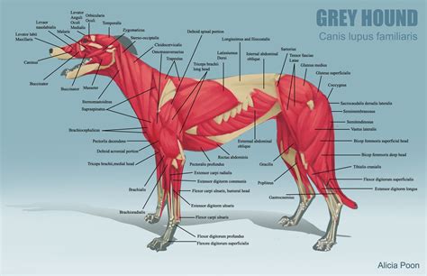Canine Leg Anatomy