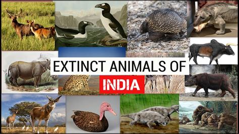 Extinct Animals Of India Simben Youtube
