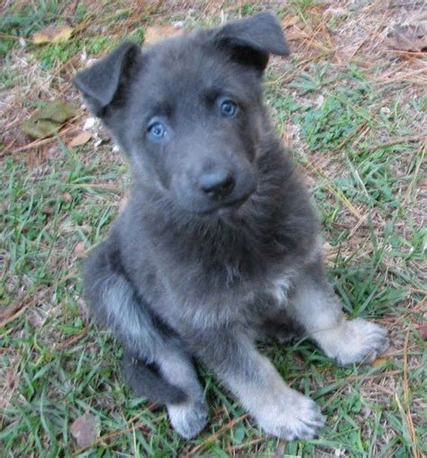 Pin By Tina Sanborn On Adorable Blue German Shepherd Dogs German