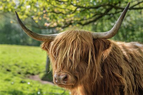 Close Up Of A Highland Cow With Horns In A Green Field In Scotla Photograph By Yvonne Stewart