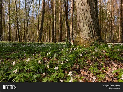 Early Spring Forest Image And Photo Free Trial Bigstock