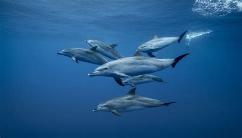 The Difference Between Dolphin Fish And Dolphin Mammal Sciencing