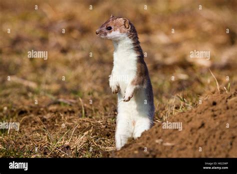 Ermine Stoat Short Tailed Weasel Mustela Erminea Standing Erect