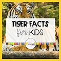 55 Fun Tiger Facts for Kids - Little Learning Corner