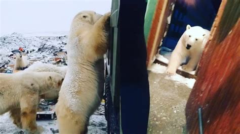 Une petite ville de Russie envahie par des ours polaires victimes de la