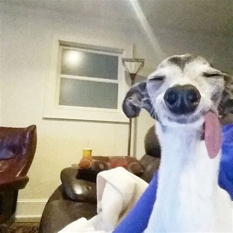 Meet Zappa The Sid Lookalike Dog With A Floppy Tongue Ugly Dogs