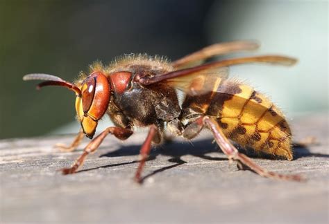 Wasps And Hornet Removal In Reading And Throughout Berkshire