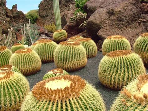 10 Amazing Large Cactus Plants With Names Cactusway