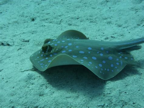 Getaran atau guncangan yang terjadi di bumic. Ikan Pari Berkembang Biak Dengan Cara Beranak Atau ...