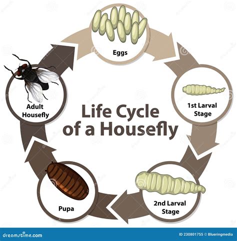 Diagram Showing Life Cycle Of Housefly Stock Vector Illustration Of