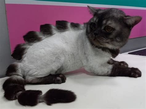 21 Cat Grooming Haircut Rauaviaekhlass