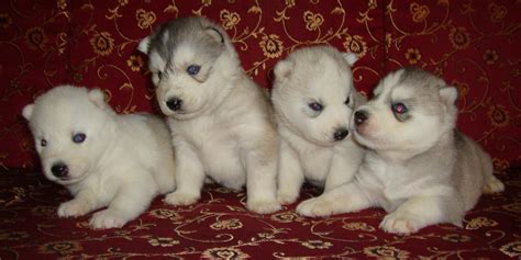 All will be ready by christmas we currently have new husky pups that were born three weeks ago, all colors and. Siberian Husky Puppies for Sale(Bangalore Huskys Club 1)(15588) | Dogs for Sale | Price of ...