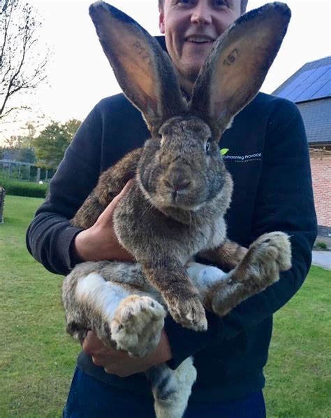 Flemish Giant Bunny