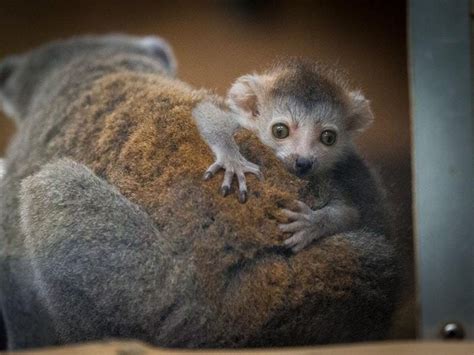 ‘bundle Of Joy Endangered Baby Lemur Born At Newquay Zoo Shropshire
