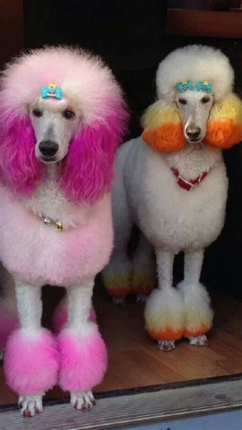 Pin By Sandra Sousanis On Who Let The Dogs Out Dog Grooming