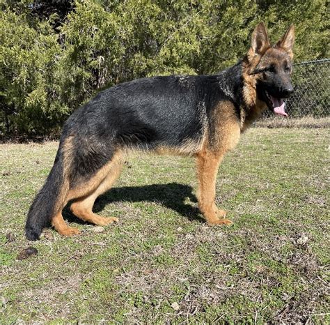 Quimby Vom Nevadahaus Nevada Haus German Shepherd Puppies