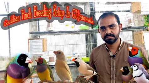 Visiting Exotic Gouldian Finches Breeding Setup Rare Gouldian Finches