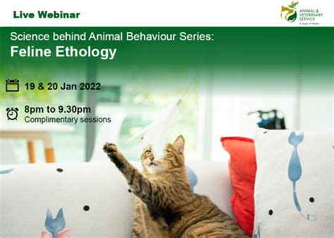 Science Behind Animal Behaviour Series Feline Ethology Tickikids