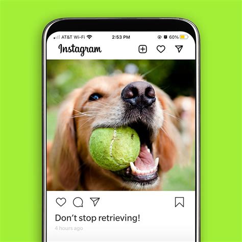 45 Best Dog Instagram Captions Readers Digest