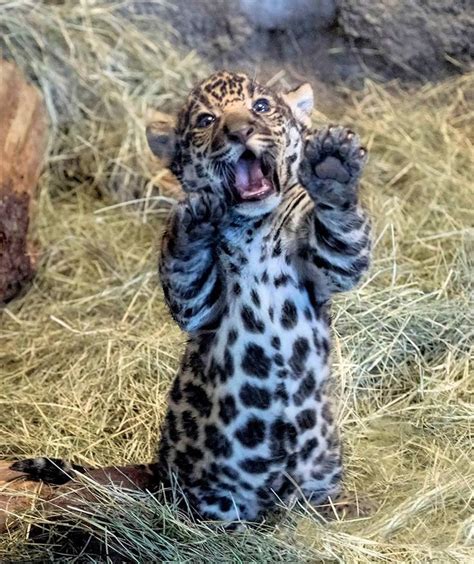 Der Fotogene Jaguar Junge Im Zoo Von San Diego Erweist Sich Als