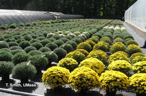 Greenhouse And Floriculture Growing Garden Mums For Fall Sales Center