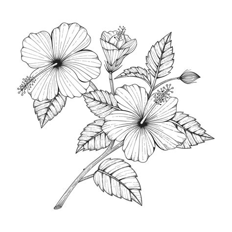 Illustration De Dessin De Fleur Dhibiscus Dessinés à La Main Vecteur Premium