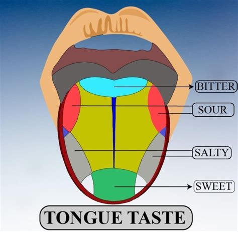 State The Function Of The Tongue