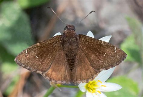 Northern Cloudywing Alabama Butterfly Atlas