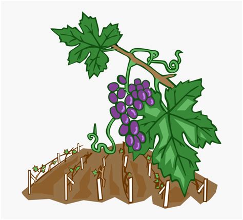 Vector Illustration Of Wine Grape Vines In Vineyard Weinreben Clipart