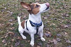 Battersea Dogs Home Brands Hatch Dogs For Rehoming – Pets, Farms and ...