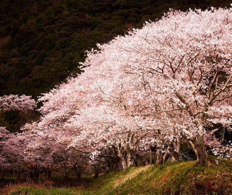 Sakura Spotlight Bing Wallpaper Download