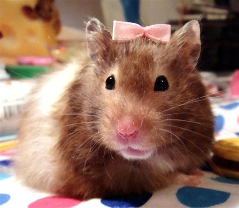 Pin By Lorraine Stevens On Too Cute Cute Hamsters Hamster Baby Hamster