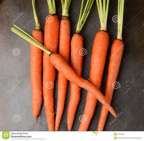 Fresh Picked Organic Carrots Stock Image Image Of Edible Carrots