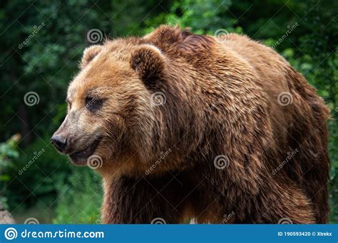 Kamchatka Brown Bear Ursus Arctos Beringianus Brown Fur Coat Danger