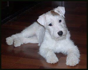 The prt's expression is often keen and full of life. Parson Russell Terrier Puppy